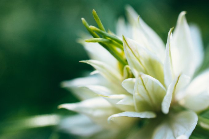 2 pic. I shot some non-kinky photos a few days ago with my new macro lens. But if I call it flower porn