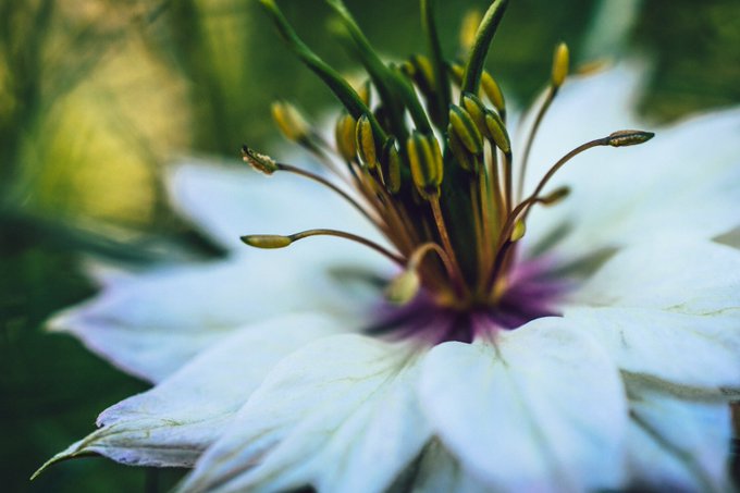 1 pic. I shot some non-kinky photos a few days ago with my new macro lens. But if I call it flower porn