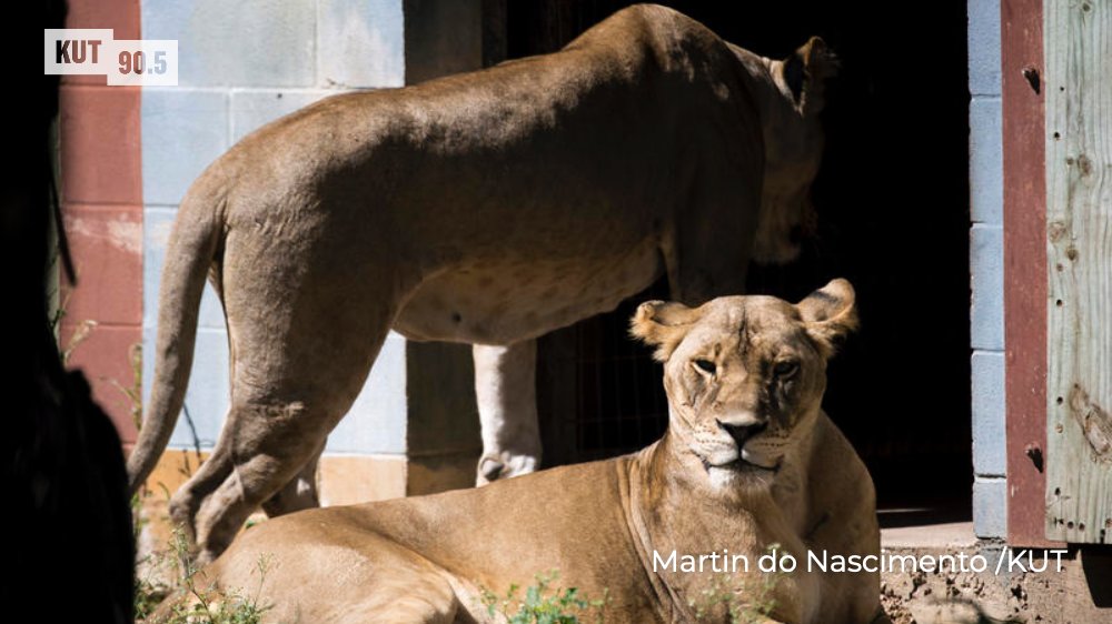 KUT's tweet photo. The Austin Zoo faces scrutiny after a @statesman report of alleged animal mistreatment. KUT's @jenstayton asked @efindell what she learned through her reporting. https://t.co/VAlFgmPNhU https://t.co/L1QljyLX36