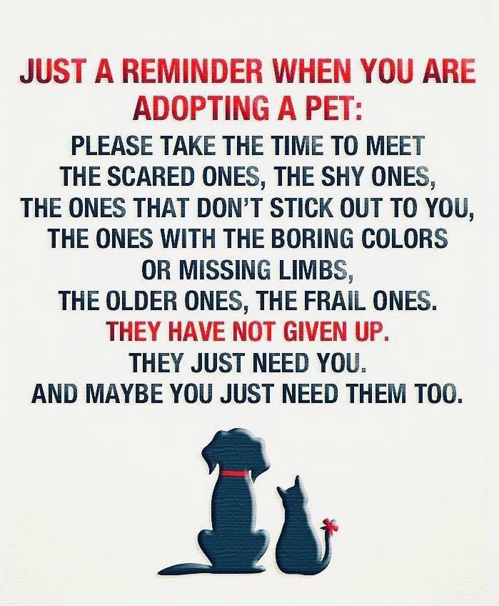 PawfectMatchUK's tweet photo. 🐾❤️ https://t.co/iZtq3Mmfla