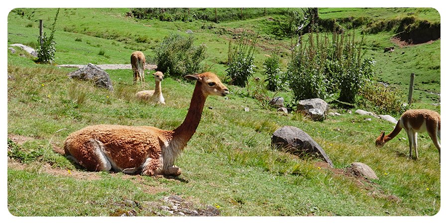 La Granja Porcón está rodeada de naturaleza y animales. Pasa un momento inolvidable en #Cajamarca, ¿te animas?