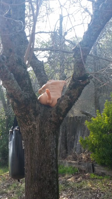 Check out this weird bird I just saw. I think it's some type of woodpecker. https://t.co/AwfZFTrBGo<a href="/tag/onmfc"class="tags"><span>#onmfc</span></a>