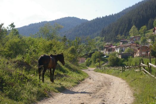 travlyng's tweet photo. Are you going to #visit #Bulgaria? We loved the #Blog from https://t.co/jpXSibqdUh @feetmeanttoroam
#Armed with a #basic #map and keen to get off the beaten path, Arnie and I had a brilliant plan to walk from #Chepelare to the ...
That day I got lost in the #Bulgarian #woods https://t.co/vLZAT6Rce4