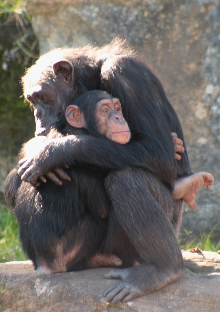 We Love Hugs ❤️ #chimpanzees #wildlife #janegoodall Photo by: thebuffafamily