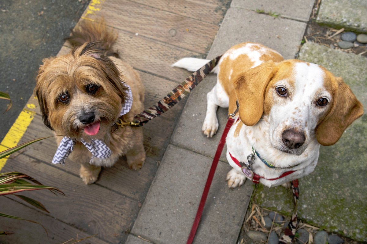Top Dog Coffee Bar On Twitter Look At These Sweet Faces Madmax