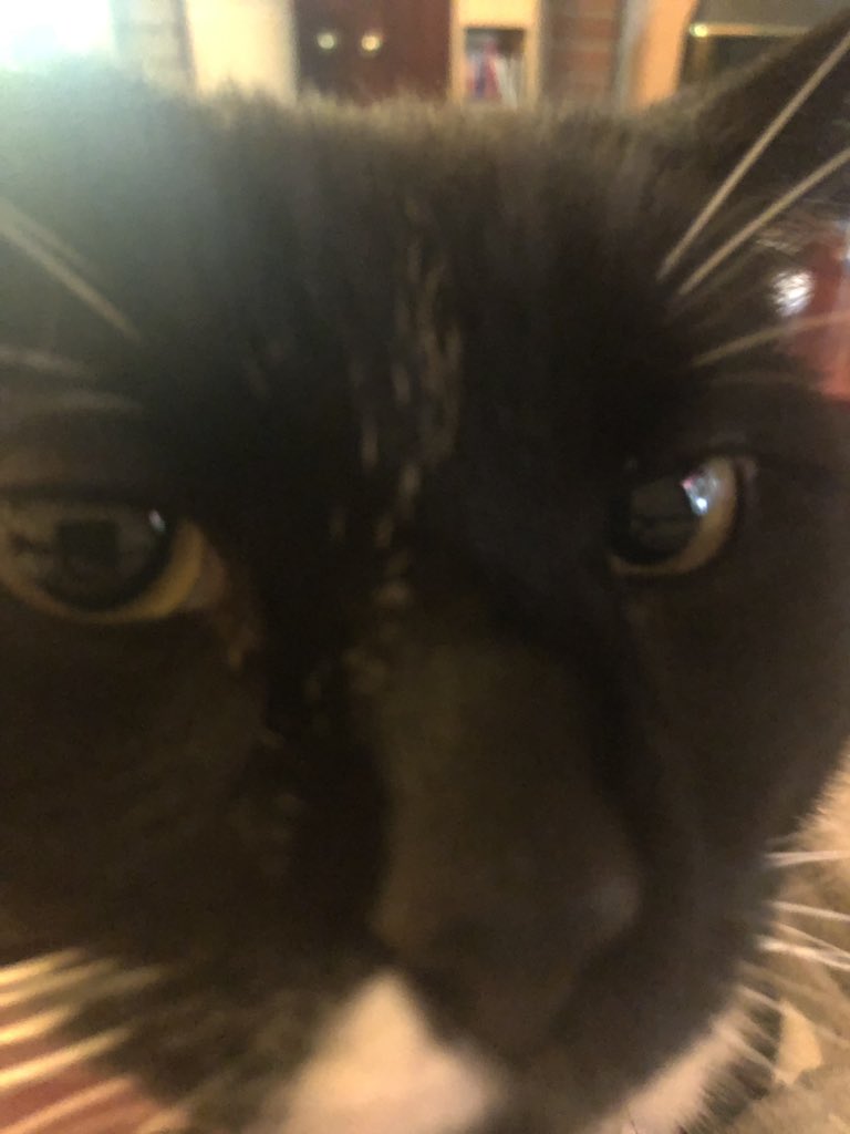 Allthepurrs's tweet photo. @Dylanlovesdogs https://t.co/7emknBBg8Y