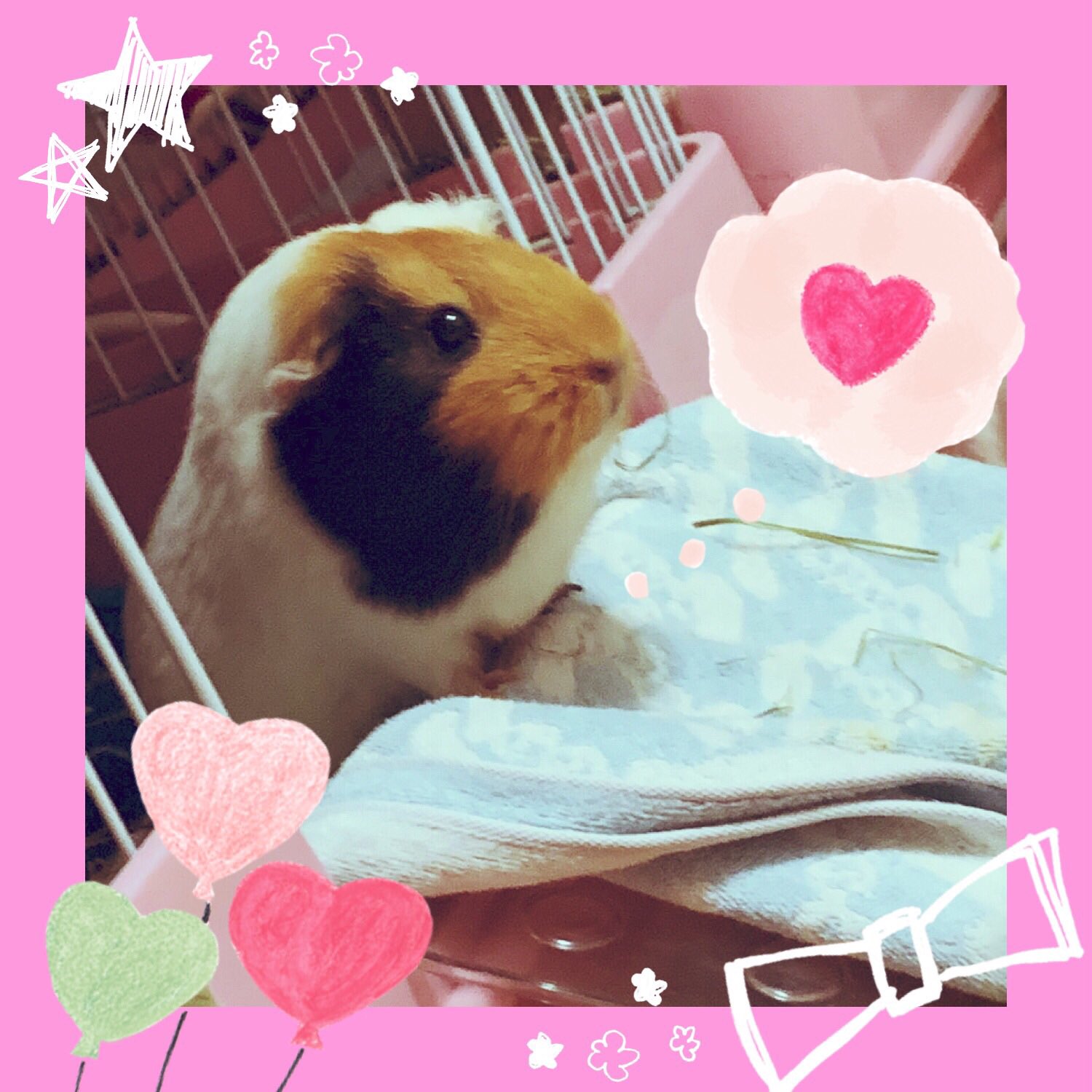 ハム モル大好きモカ モルモット ポップコーンジャンプ おはようございます 冷蔵庫が空いた お野菜貰えるかな プイプイ T Co Xicgh4np Twitter