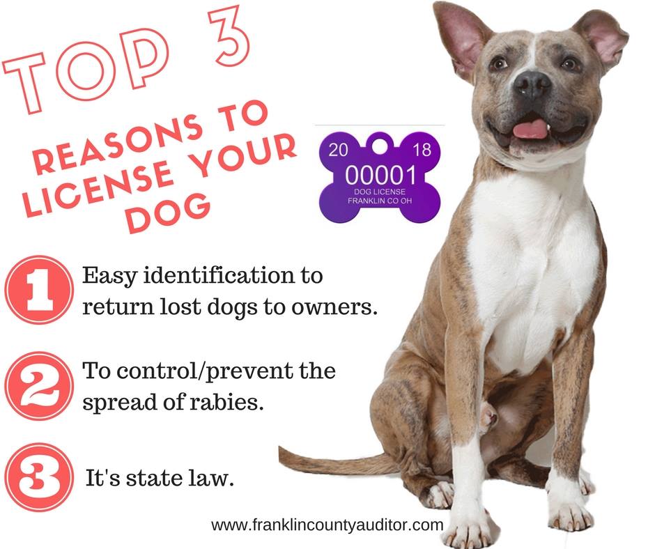 GroveCityOhio's tweet image. FINAL DAY: Have you renewed your dog's license? Today is the final day before fees increase! Visit the Franklin County Auditor's website at bit.ly/gcFCdogL, register until @ 11 p.m. tonight.