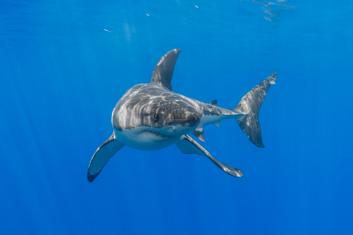 Deep Who? The big sharks always seem to get all the attention, but the juveniles are often far more interesting to observe. 

How about some love for this little lady, named Jenni Walmsley. She's one of the smallest juveniles I've ever seen at Guadalupe.