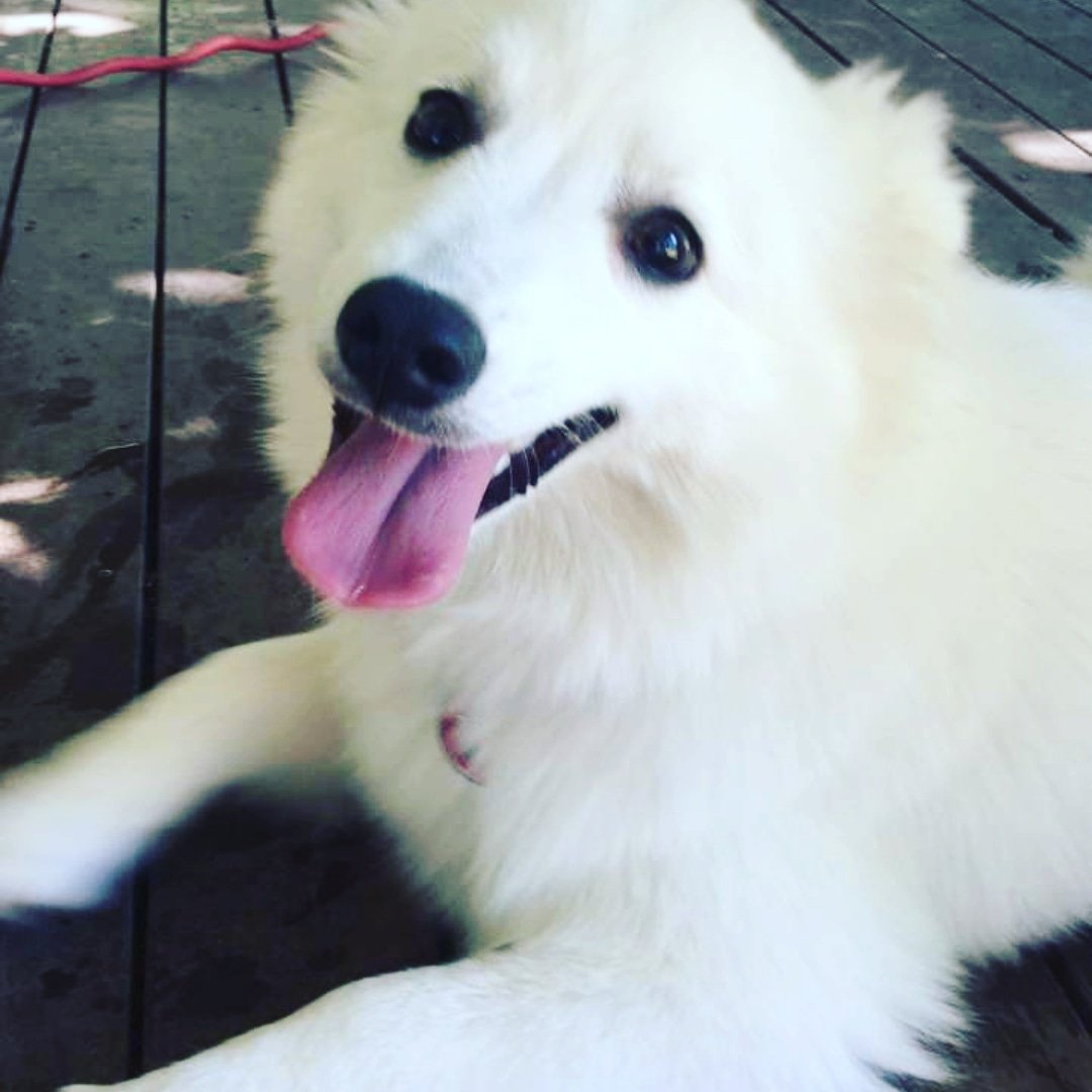 BeauSpitz's tweet photo. That #FridayFeeling!!! 

#weekendvibes #cutiepie #perthpups https://t.co/kqbkz1KwA3