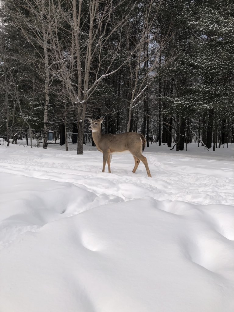 At one with nature. Students feeding the locals.<a href="/HillcrestMS1/">Hillcrest MS</a> #donnerandblitzen