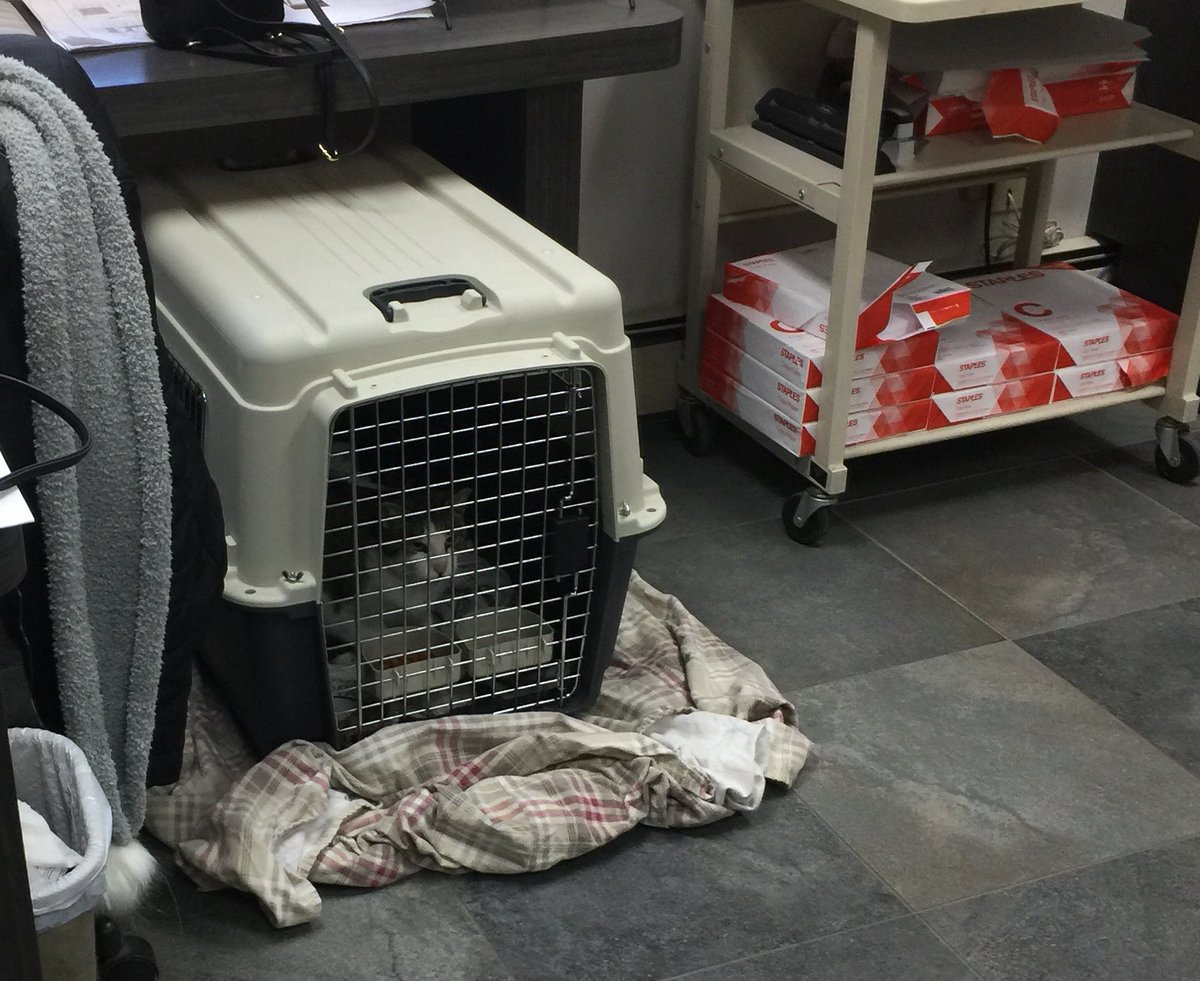 raganbeth's tweet photo. Guess who has a shop cat now!!!
The big boss says she’s a keeper!!!
To the vet we go!!!
#ConstructionCat
#RescueKitty https://t.co/64duFajj5q