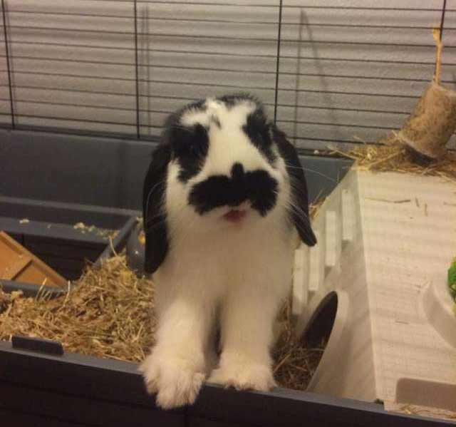 Rabbit Cat Mix