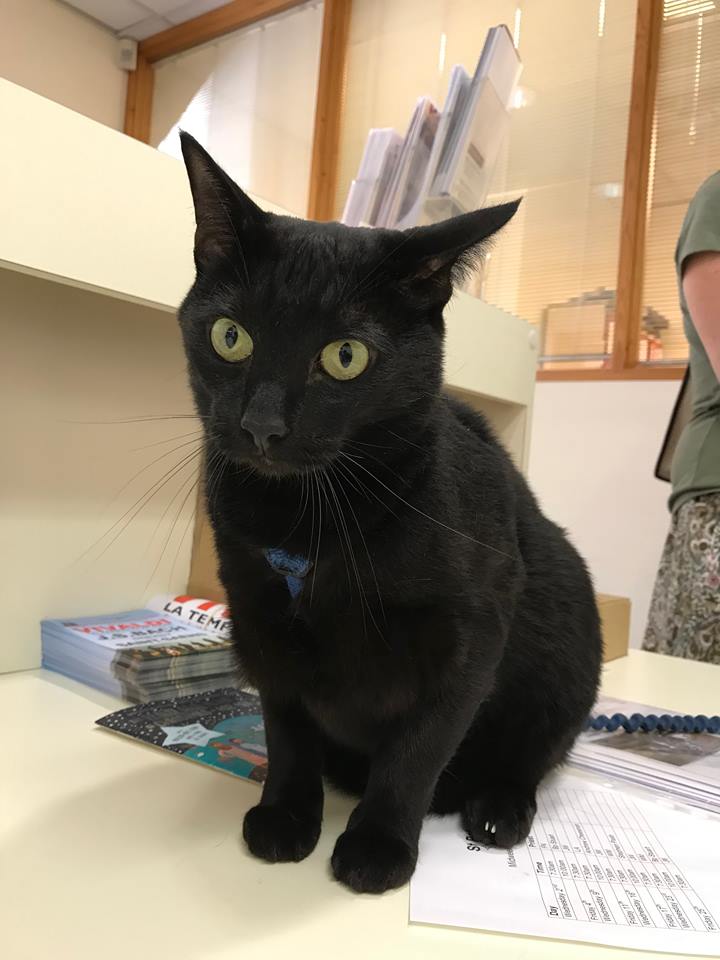 Further to our last tweet... so happy to have the beautiful Viva back in the office this week! 🥰 #cathedralcat #meow