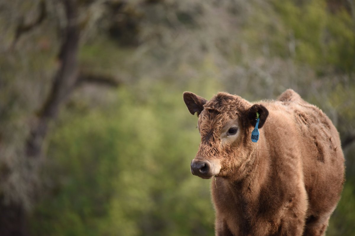 AdamShoop's tweet image. Back to school! First assignment ✅. My photo skill's are improving already 📷 . #bayarealove #cowlick #happycows #lickobservatory #mounthamilton #alwayslearning #bayareaviews #nikond810