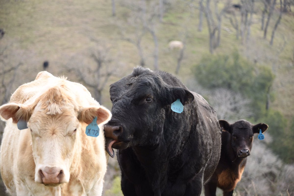 AdamShoop's tweet image. Back to school! First assignment ✅. My photo skill's are improving already 📷 . #bayarealove #cowlick #happycows #lickobservatory #mounthamilton #alwayslearning #bayareaviews #nikond810