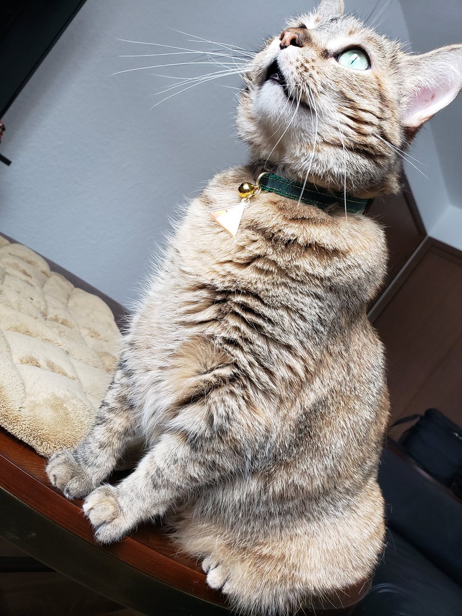 bestpeanutNA's tweet photo. It's dangerous to go alone human. Take me with you. 
#peanut #cat #cats #catsofinstagram #catsofinsta #CatsOfTwitter #queen #pawsonify #zelda #link #retro #nintendo https://t.co/SGA8Gxmtn2
