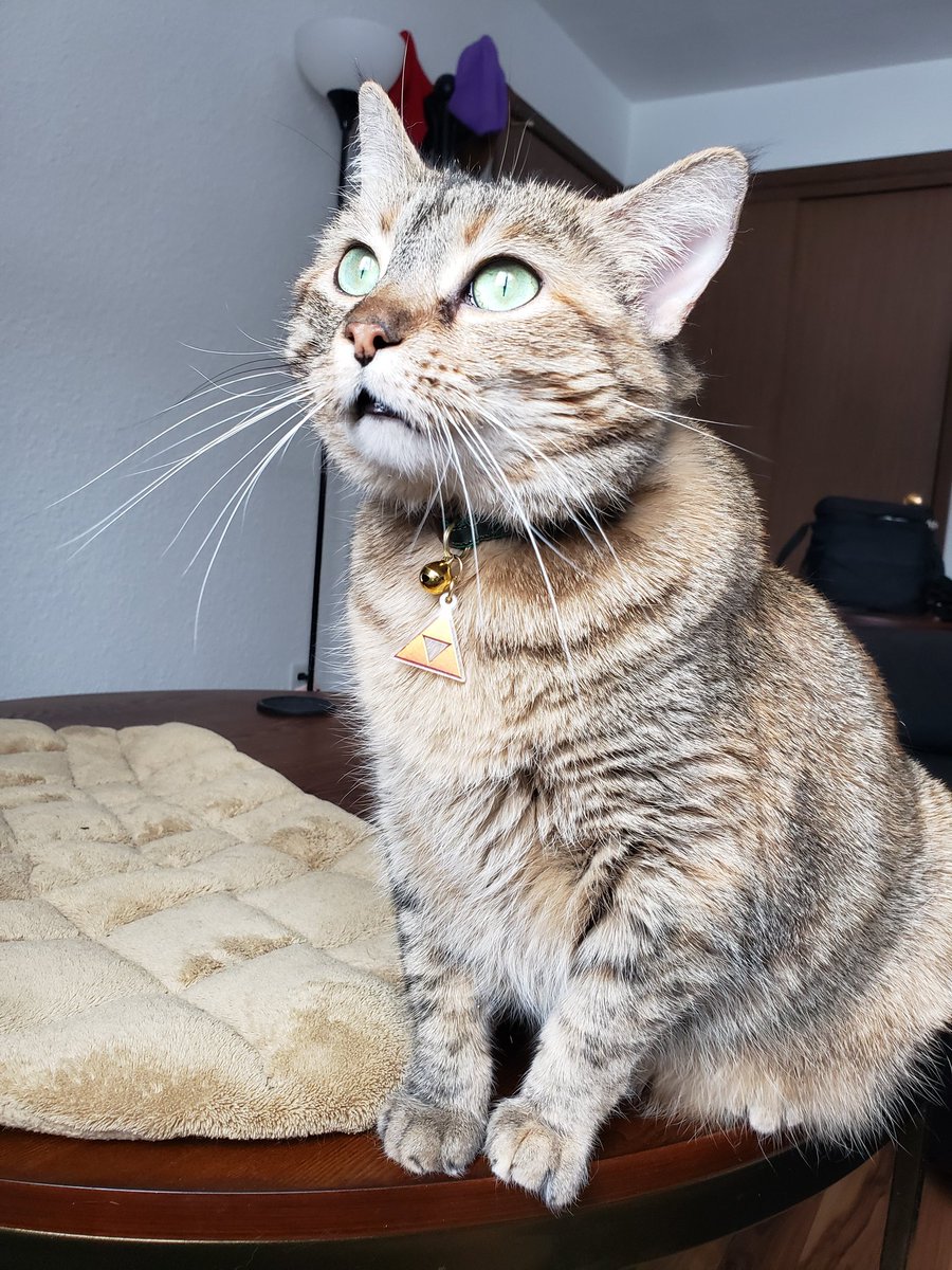 bestpeanutNA's tweet photo. It's dangerous to go alone human. Take me with you. 
#peanut #cat #cats #catsofinstagram #catsofinsta #CatsOfTwitter #queen #pawsonify #zelda #link #retro #nintendo https://t.co/SGA8Gxmtn2