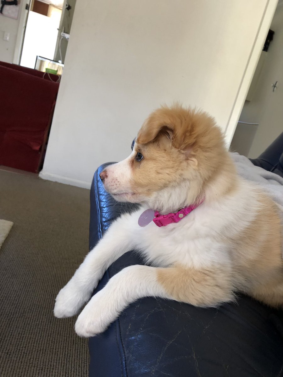 bunnie231's tweet photo. @Jenna_Marbles I just got a puppy and she just heard your intro squeak for the first time https://t.co/12zzek4ukh
