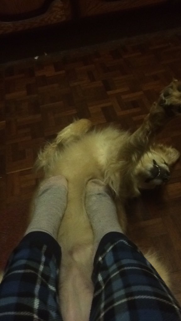 SoggySprout's tweet photo. Rescue dogs are excellent foot warmers... https://t.co/o5orPKmhUh