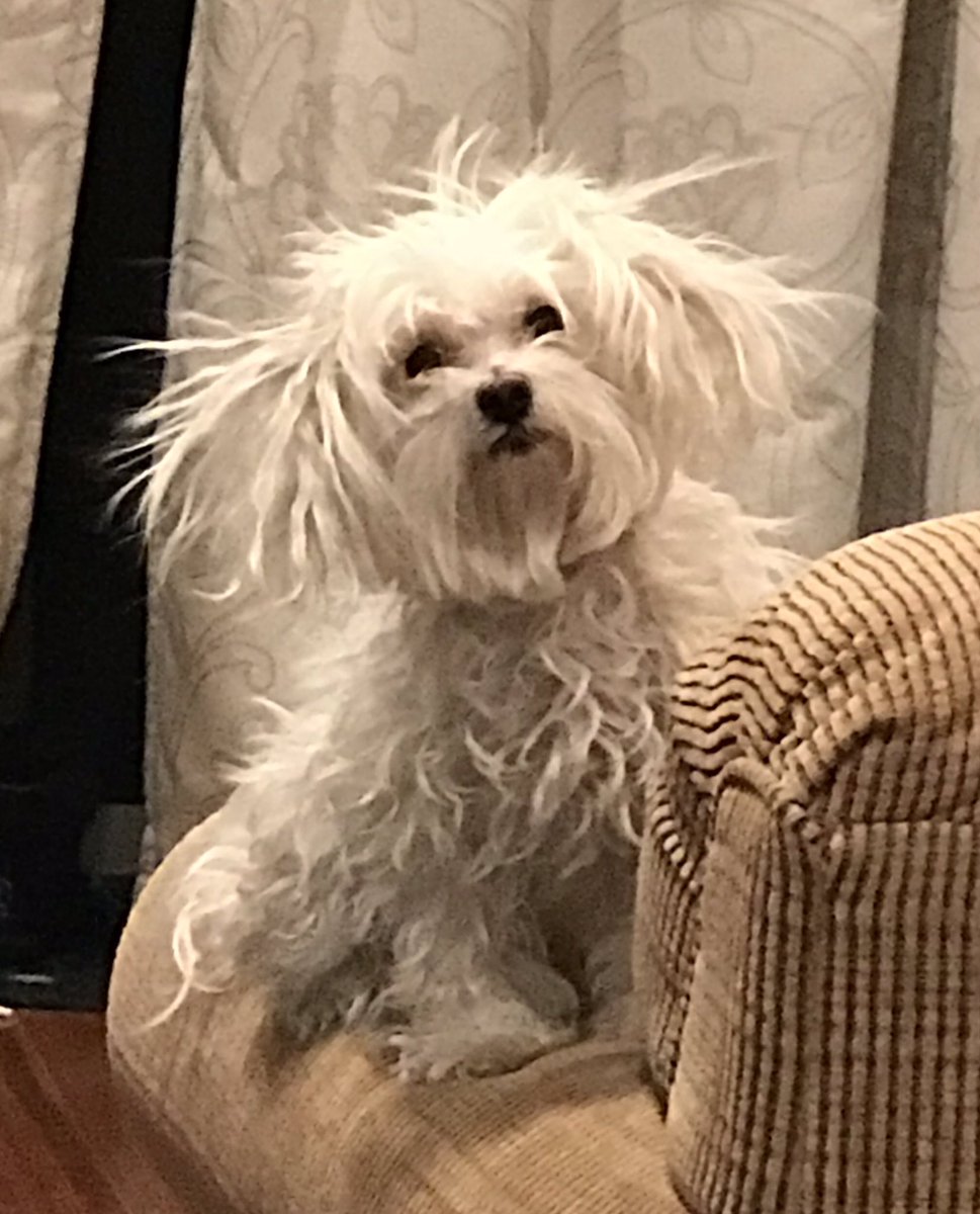 FeministHazza's tweet photo. I
CANNOT
STOP
LAUGHING
#StaticDog https://t.co/J3ZDv6FQOA
