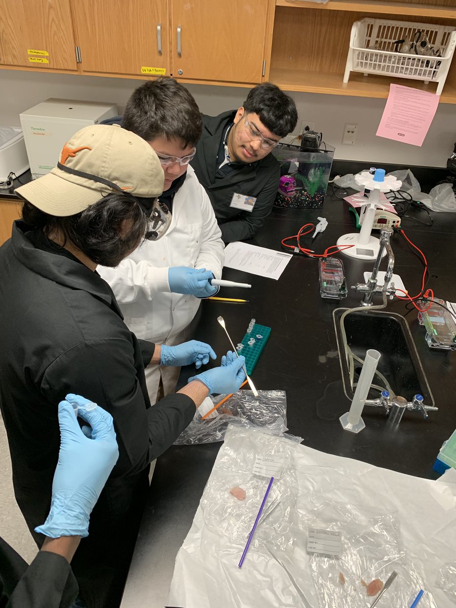 LanierBiotech's tweet photo. Fish protein lab! Biotech 2 is doing SDS-PAGE For the 1st time. thanks to @QSMarket for helping us with the fish tissue! https://t.co/EL2cd8V7CQ