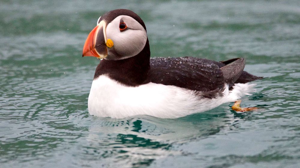 wanderinglobe's tweet image. NEW POST : @VisitNovaScotia @TourismCB is a bird lovers paradise! So grab your camera, binoculars and come for a visit (we even have puffins here) northamericantraveller.com/nova-scotia-bi…