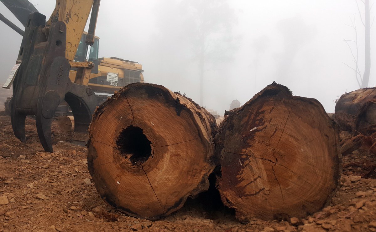 Ecoshouting's tweet photo. Ancient forest, the last of our #oldgrowth continues to be logged by @DanielAndrewsMP government overseen by @LilyDAmbrosioMP despite @DELWP_Vic telling the #SupremeCourt all old growth forest will be protected. Logging Granite Mt is criminal. #springst https://t.co/rCPb1AlzqD https://t.co/TUzLHqSaun