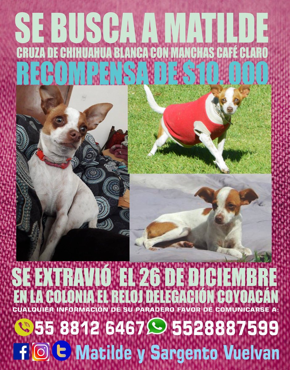 MySvuelvan's tweet photo. Se llama Matilde, salió de casa el 26 de diciembre. Nos han dicho que una señora se la llevó en una camioneta familiar color negro entre calle Textitlán e Higuera en la colonia Santa Úrsula Coapa. La extrañamos mucho! #PerrosencontradosCDMX #Perrosperdidos #Chihuahuasencontrados https://t.co/NmHR2WkQ6K