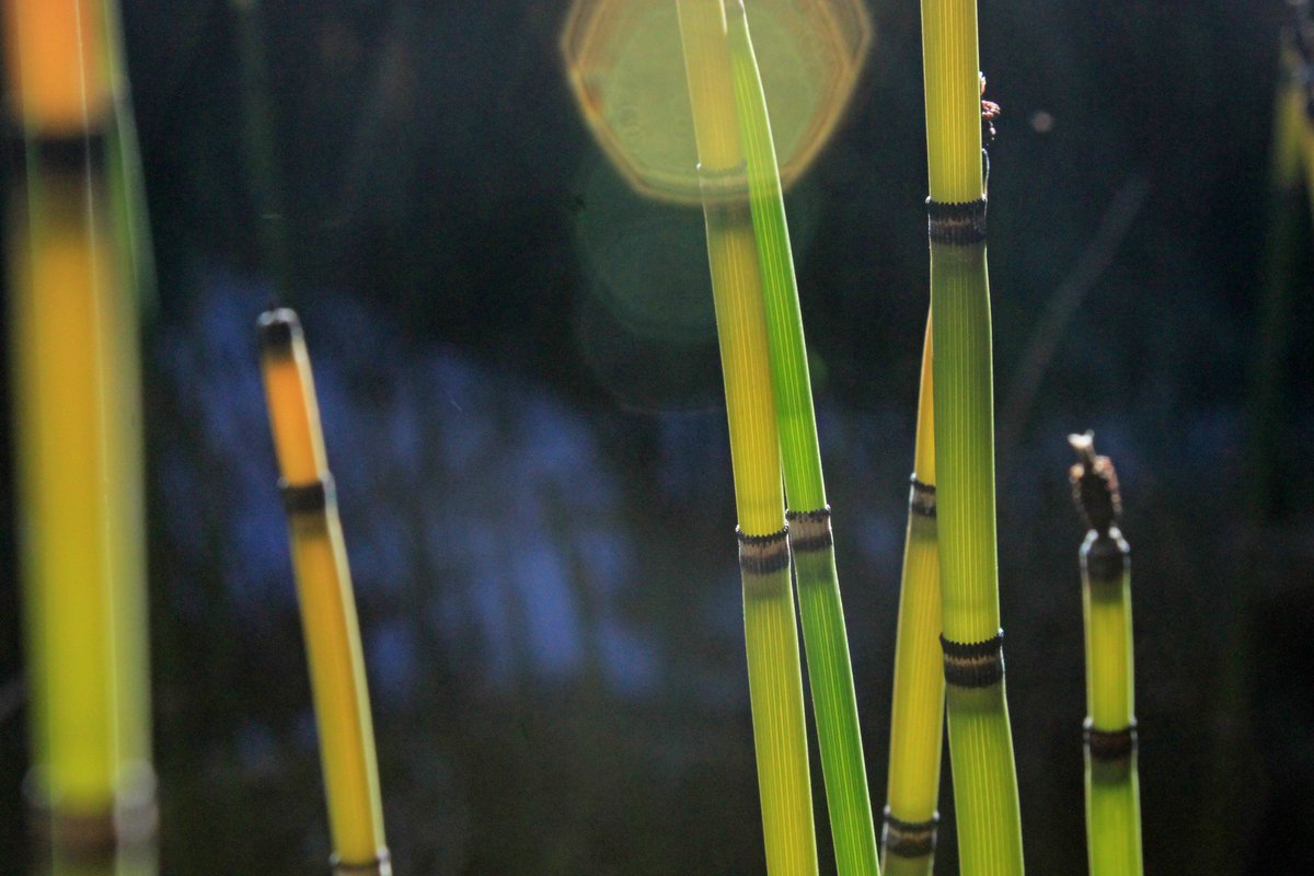 YosemiteNPS's tweet image. 300 million years ago—long before T-rex or Stegosaurus roamed the earth—relatives of today's Equisetum filled prehistoric forests. If you see horsetails growing next to a hiking trail, pause for a moment to consider the millennia of history these living fossils have witnessed.