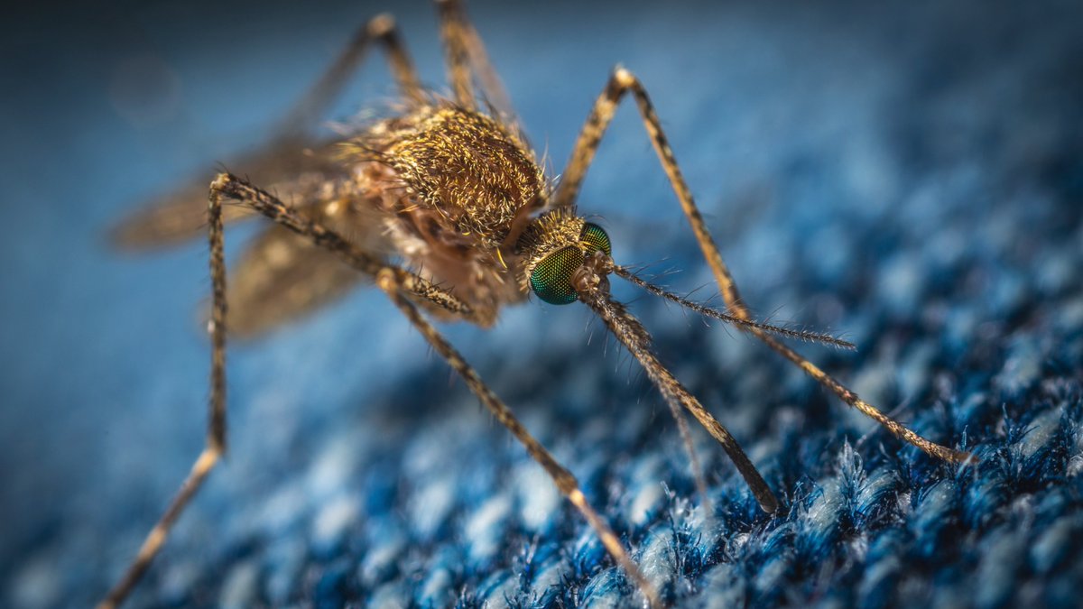 AsmBillQuirk's tweet photo. AB 320 was introduced yesterday to help CalSURV track mosquitoes in California. Working hard to stop the spread of diseases like West Nile and Zika!
#YoubeenSURVed https://t.co/FKmASIovOa