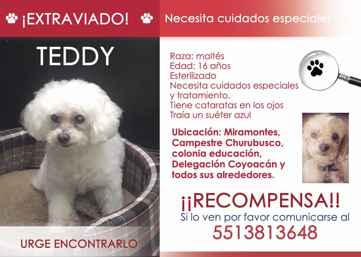 Jen_Iba's tweet photo. @akmichella @MascotaCoyoacan @lostanimalsdf @MissingPetsMX @PrrosPerdidosMX @PetBookMexico @sebuscaCdMx @MascotasSismo @miyanosgang @ColCentinela @2018EDUCACION https://t.co/G4Daq4WzFH
