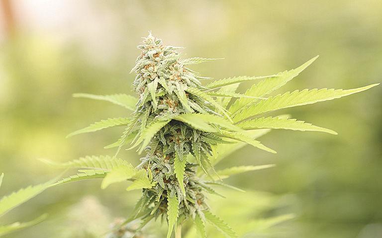 Legislation could end marijuana prohibition in Minnesota twib.in/l/bgyeREb55a8d