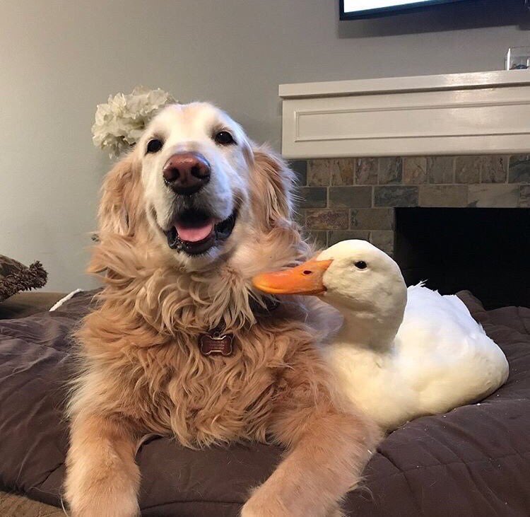 Flantasma1's tweet photo. por si tuvieron un dia de mierda les dejo estas fotos de un patito y un perro https://t.co/L5TIO8gIwN