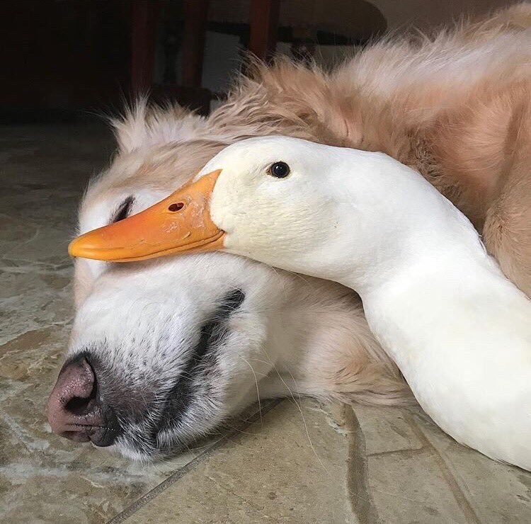 Flantasma1's tweet photo. por si tuvieron un dia de mierda les dejo estas fotos de un patito y un perro https://t.co/L5TIO8gIwN