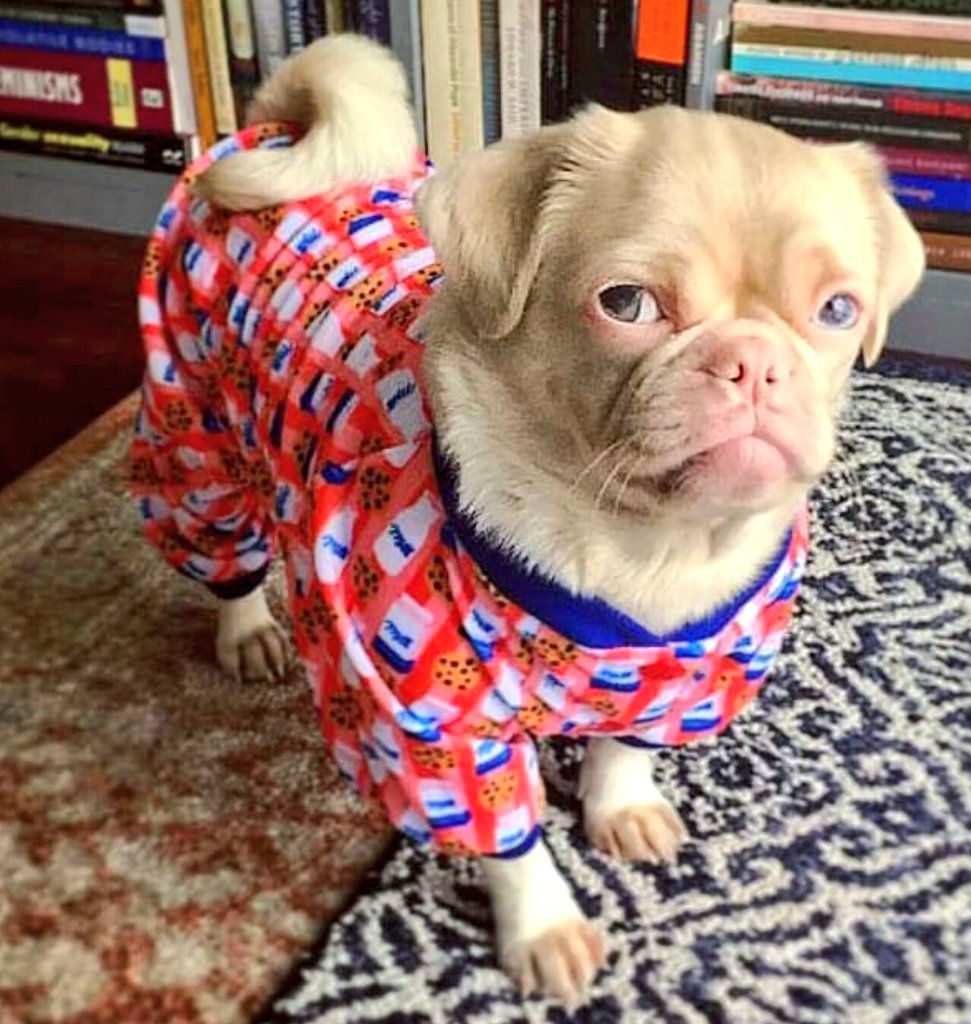 Molly is rocking her new <a href="/FuzzYard/">FuzzYard</a> #doggypjs 😁😁😁😘😘

#torontodogs #toronto #dogs
#DogsofTwittter #dogslife #dogclothes