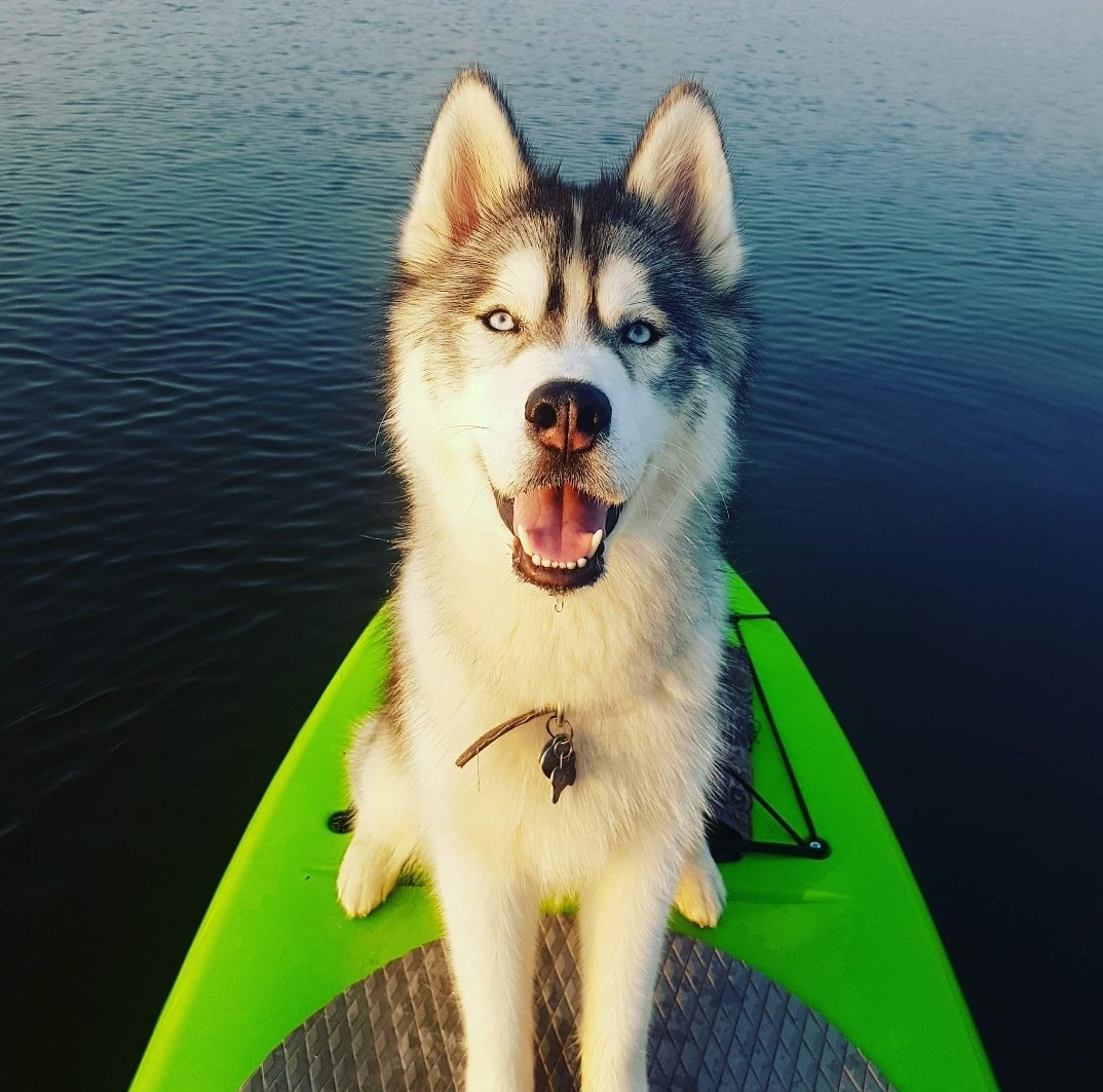 My beautiful husky Roscoe.  #husky #paddleboard #photography #allsmiles #huskiesoftwitter