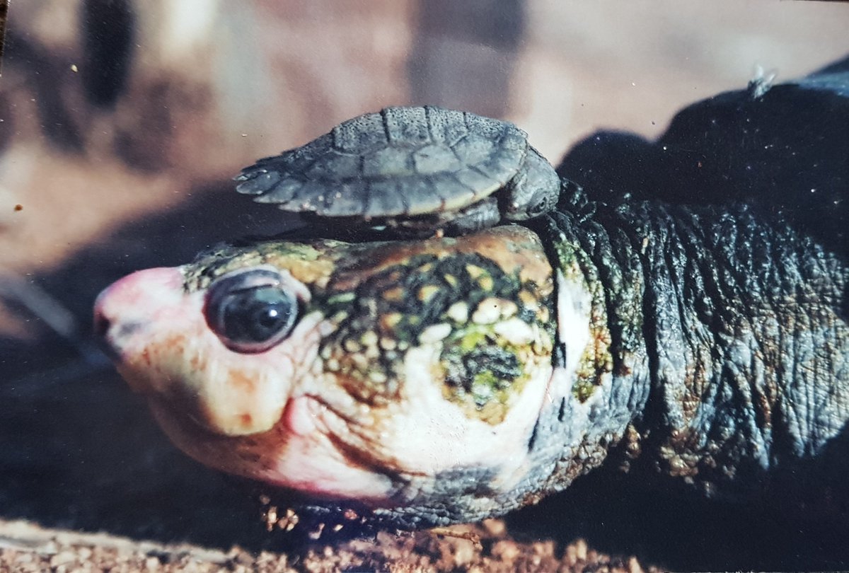 Turtlenerd's tweet photo. Irwins #turtle (#Elseya irwini) adult female and hatchling ca. 2006. Amazing what ~40yrs difference in age does in terms of size. J https://t.co/gEdiFBCZjw