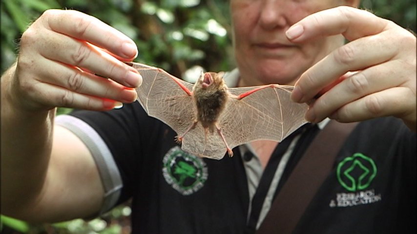 世界遺産 ガイドの方が 葉の中のコウモリを見せてくれました 体重はわずか４グラム 羽は透けるほど薄い 両足の間の膜を広げて 飛びながら蚊など虫をキャッチします コウモリは 空を飛ぶことができる唯一の哺乳類です T Co 2z8rfiohjs