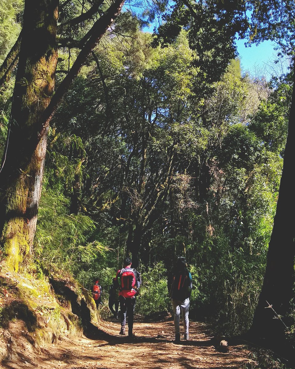 Peaceinhell2's tweet image. #Tree #Trail #Naturereserve #Naturalenvironment #Wilderness #Woodyplant #Forest #Woodland #Plant #Biome #Adventure #Jungle #Walking #Soil #Plantcommunity #Northernhardwoodforest #Nationalpark #Hiking #Landscape #Valdiviantemperaterainforest #Temperatebroadleafandmixedforest