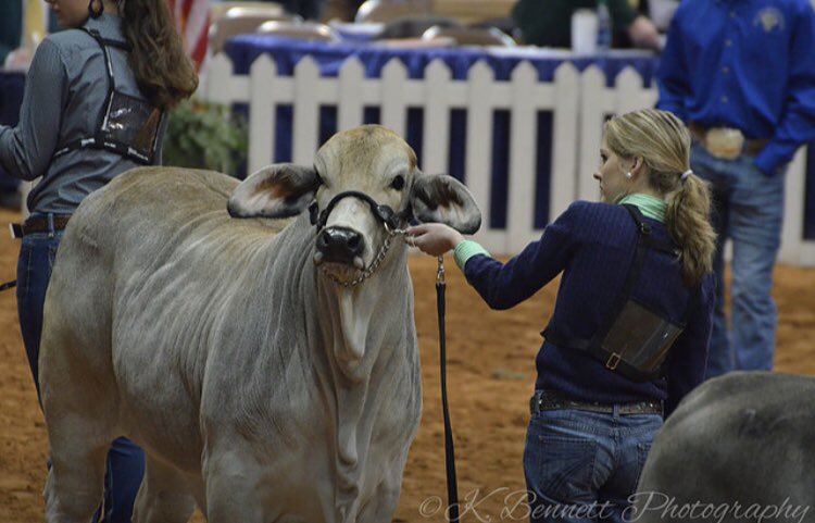 Ricebelt's tweet photo. Officers take on the junior breeding heifer show at Fort Worth!!! https://t.co/EuP9Fp08yW