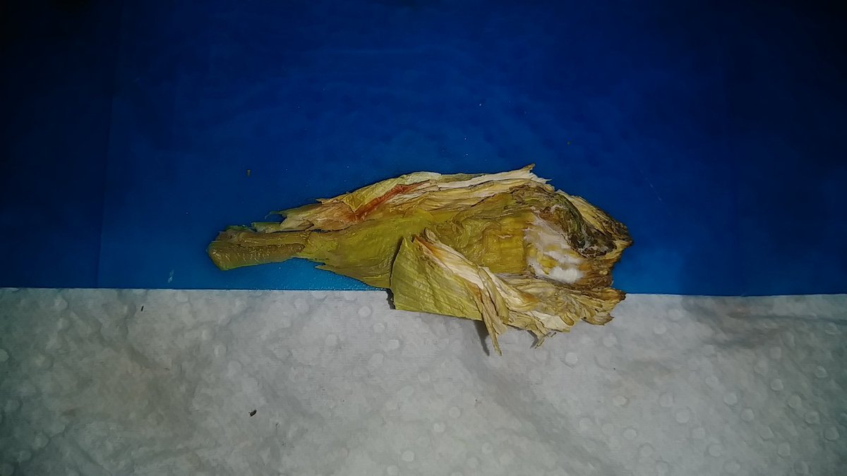 DonovanPresents's tweet image. I went to cut into this sweet yellow onion and this brown ring went throughout the bulb. I just bought it earlier today @WinCoFoods . Is this bad and should I report this to somewhere? #OnionProblems