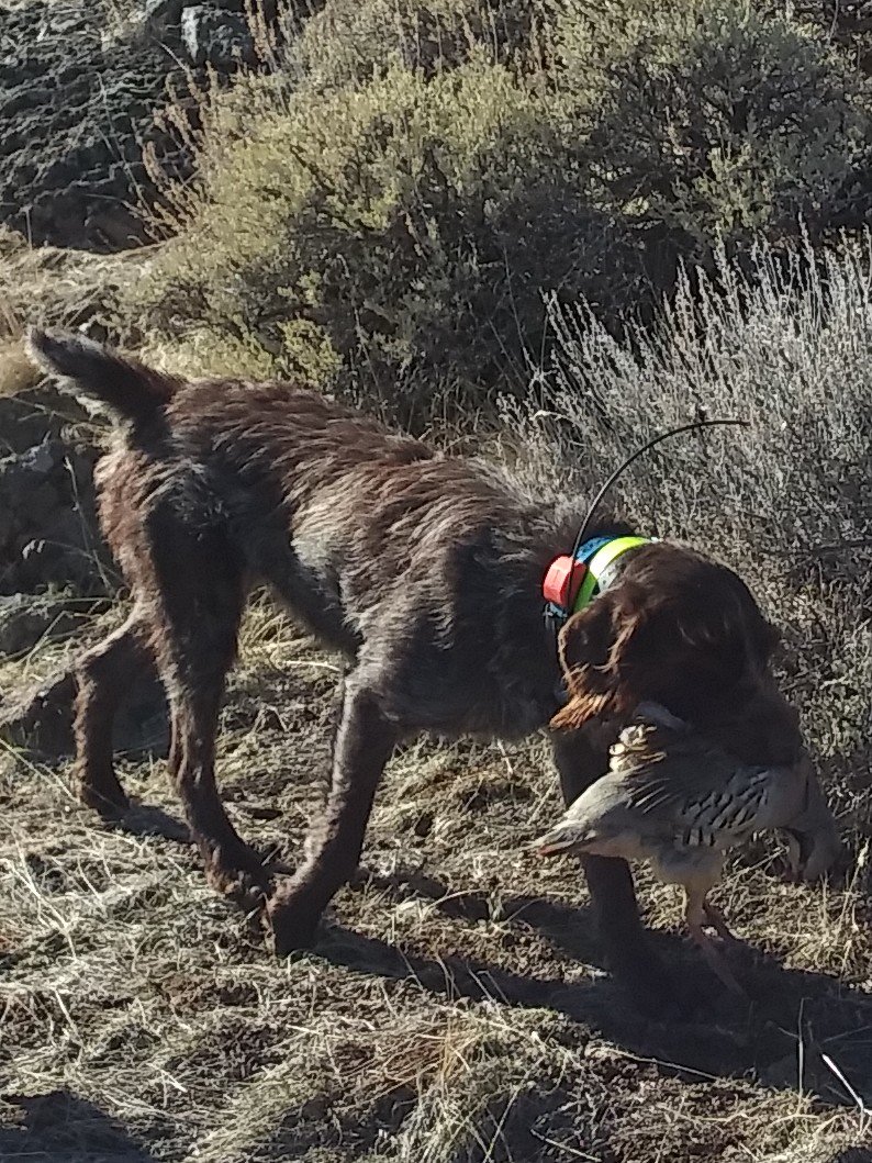 BasinGrifs's tweet photo. Last bird retrieve of the year.  Only seven months left till the new season starts.  #BirdDog #wirehairedpointinggriffons #wpg https://t.co/PkeGIasybC