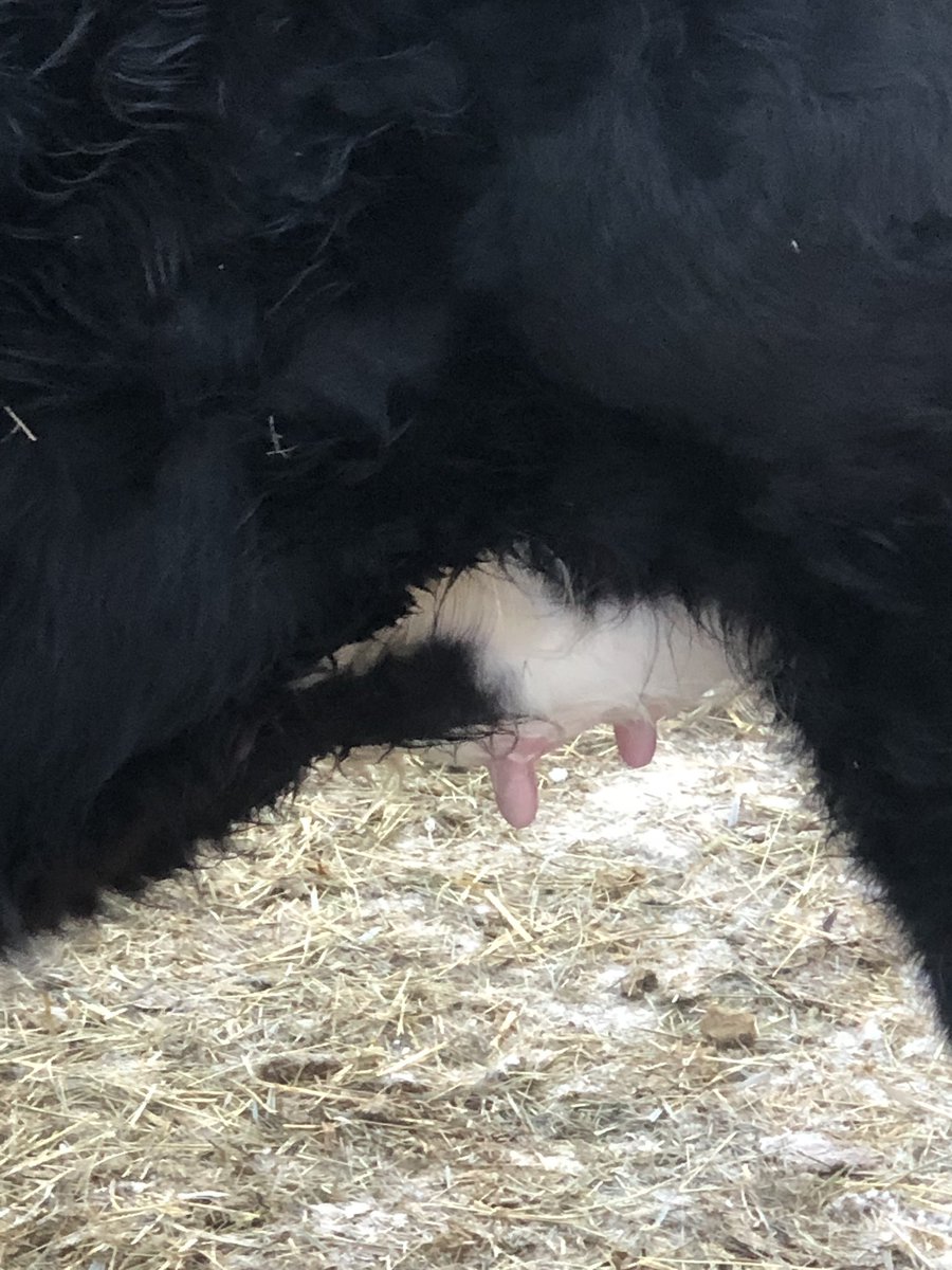 This is what the sisters to our bulls selling this spring at Severtson’s March 4 look like