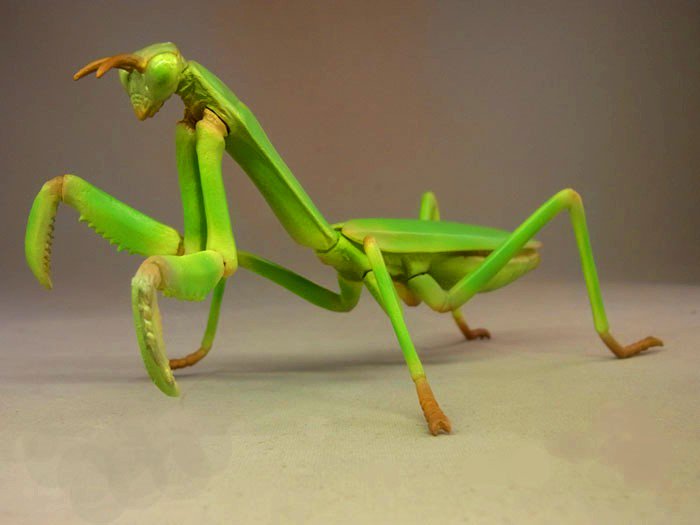 タカラトミーアーツ ガチャ企画部 新作先出し情報 もうすぐ春がきて 夏が近づいたら 昆虫の森g 今年はオオカマキリに加え あの昆虫も新登場 全5種 1回0円で5月発売予定です 画像は製作途中のものです 昆虫 カブト クワガタ