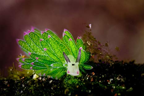 「テングモウミウシ（Costasiella Kuroshimae）」。日本の沖縄などに生息しています。藻から葉緑体を取り入れて光合成する能力を持っています。「海の羊」「葉の羊」の異名をとり、体長は5mmほどで、不思議で可愛らしい姿をしています。インドネシアやフィリピンなどの温かい海に暮らしています。