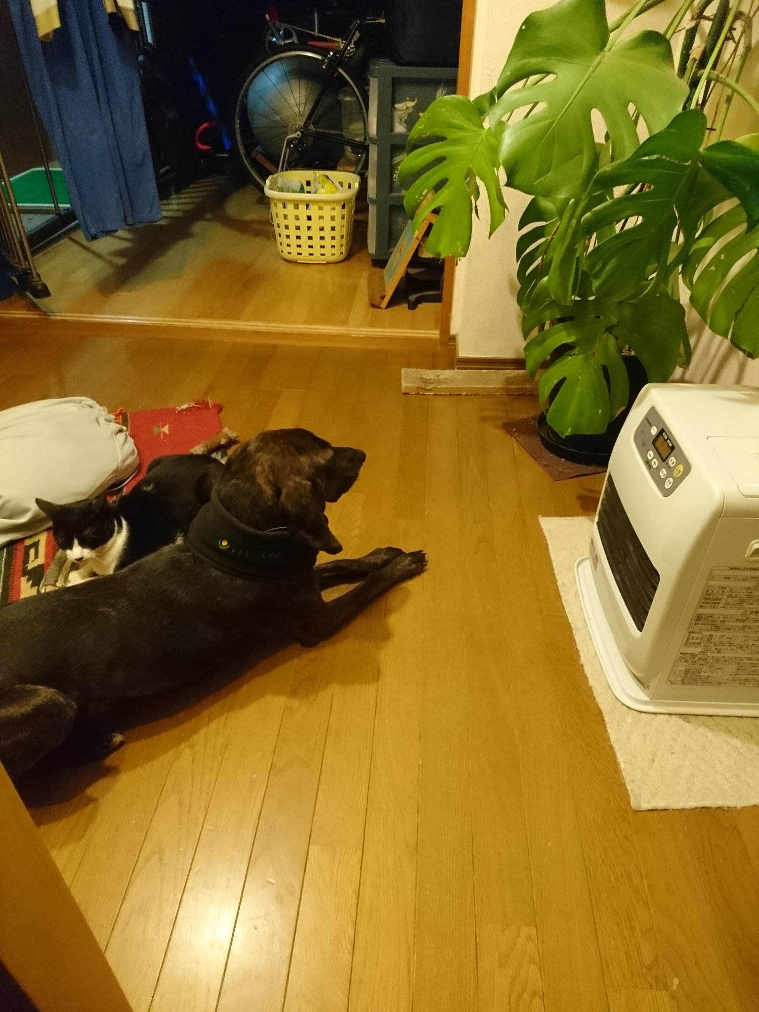 Ogutae よりストーブの前に陣取るという作戦 決着 犬vs猫 猫vs犬 ストーブ前の戦い T Co Cw0a99uqcz Twitter