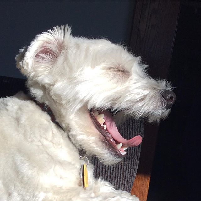 FuchsAudio's tweet photo. Today, I am a lion. #fuchsaudio #westie #westiesofinstagram #westiepuppy #westiesarethebest https://t.co/xhrxlXSpXA https://t.co/qbnQ5vTtuS