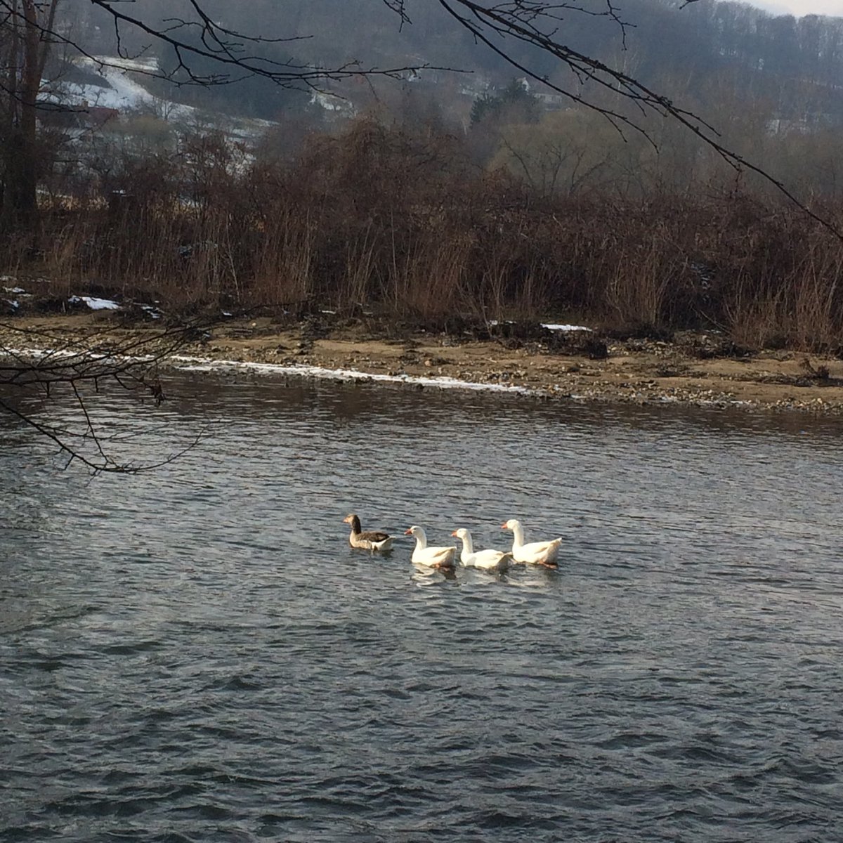 v_brandner's tweet photo. Wanderung durch die #SulmAuen in der #Südsteiermark. Herrlich! https://t.co/hKonG161Mp