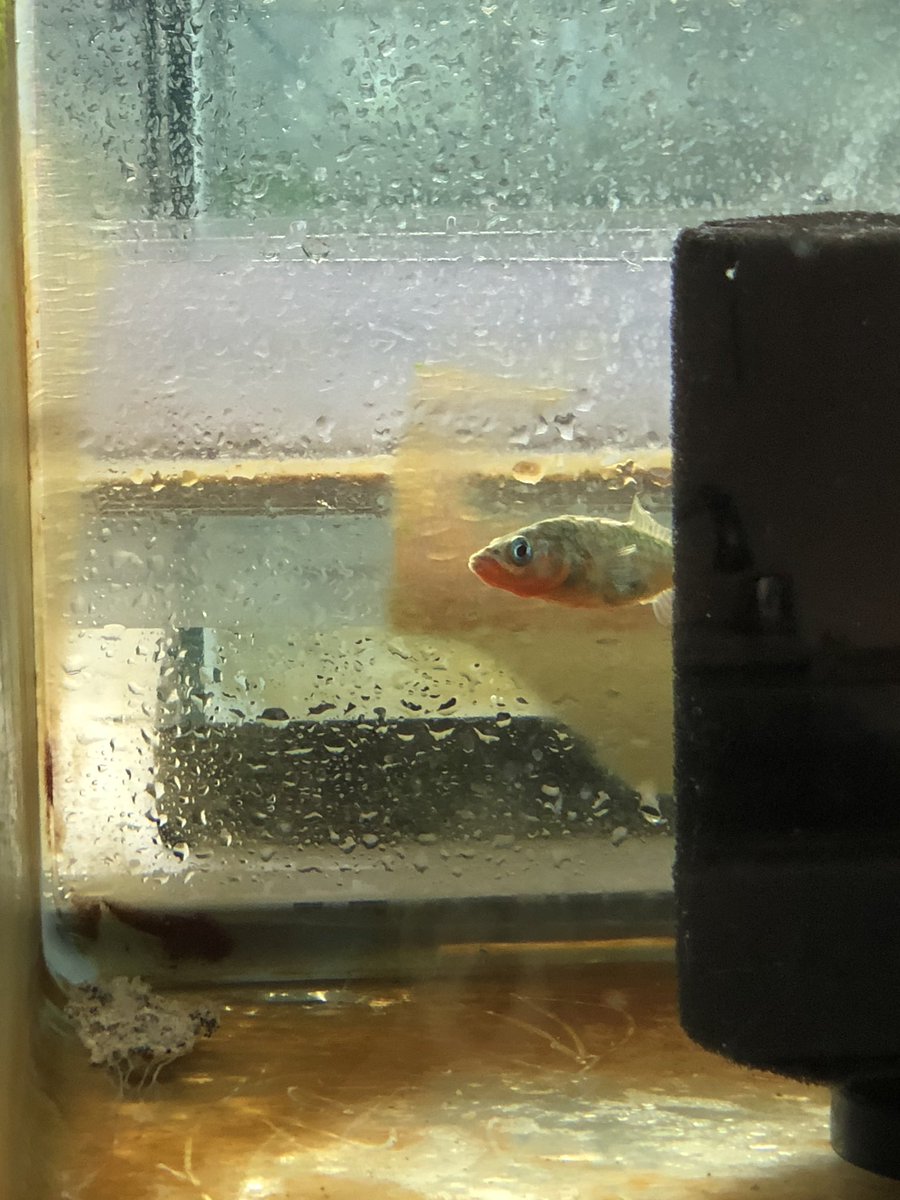 BamfieldMSC's tweet image. A great day @BamfieldMSC : marvel at sunrise and stickleback, Lead Skipper Dave’s ability to build our new study skiff, your past student organize a community lunch and discussing the future of the region with @HuuayahtFN #bestjobever #DirectorTweets